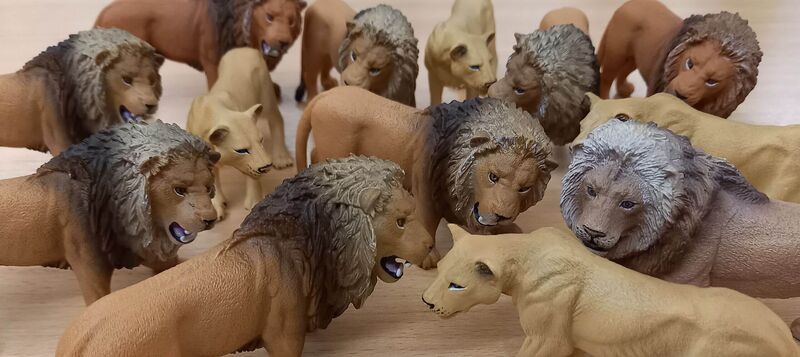 Symbolfoto Bergischen Löwinnen und Löwen